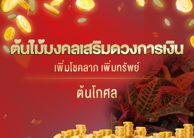 ต้นไม้มงคลเสริมดวงการเงิน เพิ่มโชคลาภ เพิ่มทรัพย์ ต้นโกศล