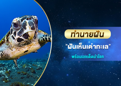 ทำนายฝัน ฝันเห็นเต่าทะเล พร้อมเลขเด็ดนำโชค